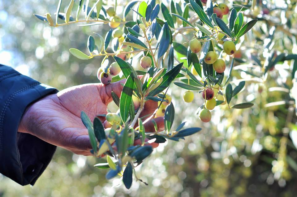 Antioxidants - The Health Benefits Of Olivie 30x Plus